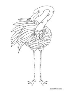 dibujo libre flamenco