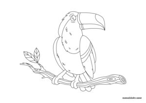 tucán de dibujo libre